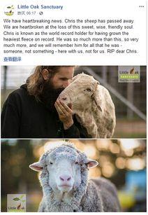 澳网红绵羊,澳网红绵羊的全球魅力之旅